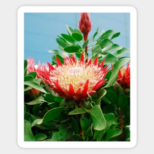 Protea Cynaroides Flower Sticker